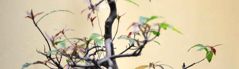 Prof. Dr. H. Sya’ad Afifuddin, SE, MEc.